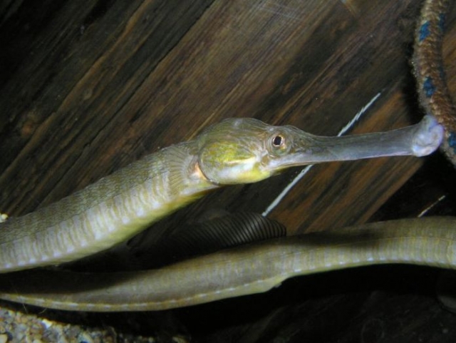  Greater Pipefish 